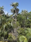 LITTLE CAYMAN LOT CLOSE TO POINT OF SAND