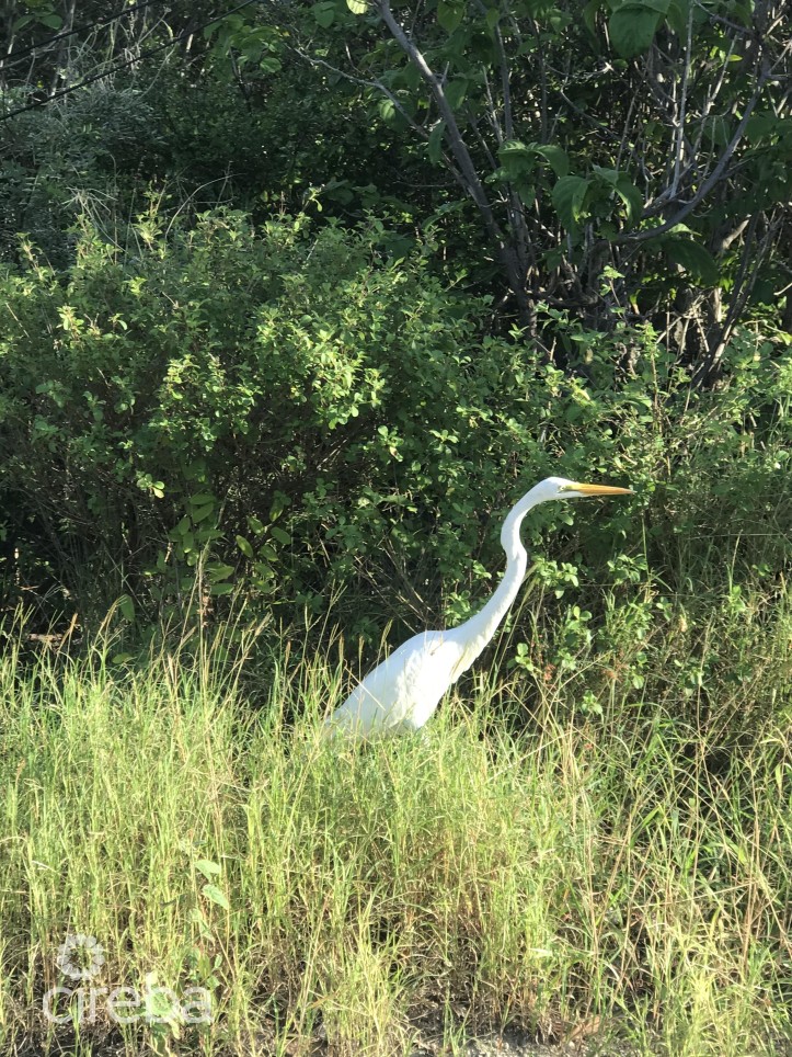 LITTLE CAYMAN LOT NEAR POINT OF SANDS