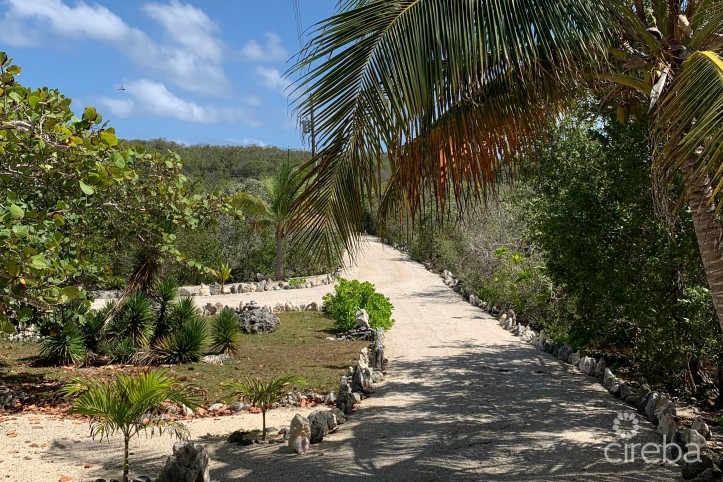 PALM BREEZES